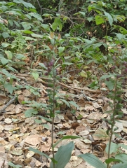 Sairocarpus vexillocalyculatus