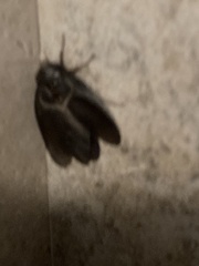 Polyphaga aegyptiaca