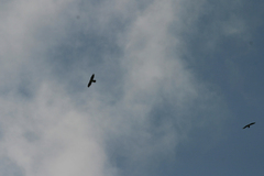 Gypaetus barbatus