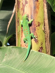 Phelsuma