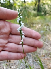 Spiranthes tuberosa