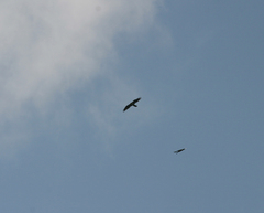 Gypaetus barbatus