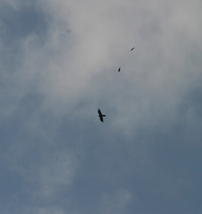 Gypaetus barbatus