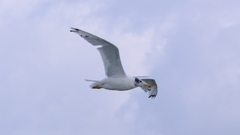 Ichthyaetus ichthyaetus