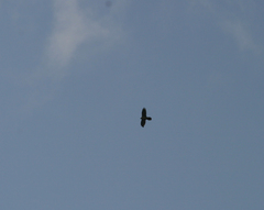 Gypaetus barbatus