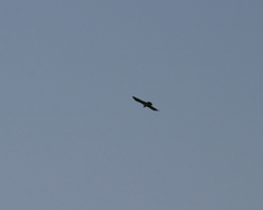 Gypaetus barbatus