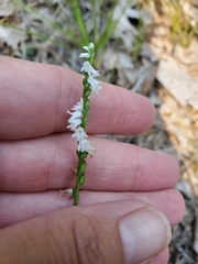 Spiranthes tuberosa