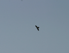 Gypaetus barbatus