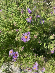 Symphyotrichum novae-angliae