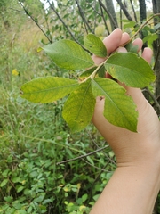 Salix humilis