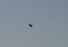 Gypaetus barbatus