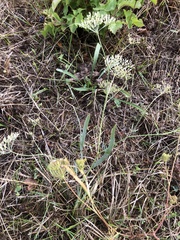 Falcaria vulgaris