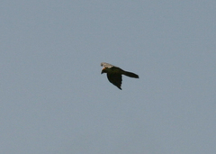 Gypaetus barbatus