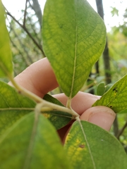Salix humilis