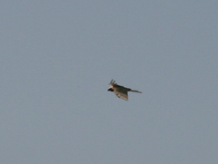 Gypaetus barbatus
