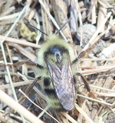 Bombus vancouverensis