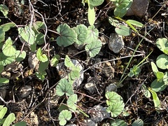 Erodium texanum