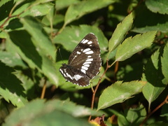 Neptis rivularis