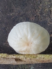 Marasmiellus
