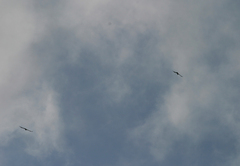 Gypaetus barbatus