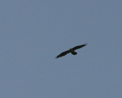 Gypaetus barbatus