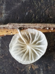Marasmiellus
