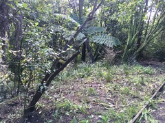 Melicytus ramiflorus