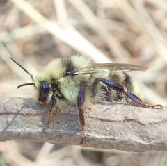 Bombus vancouverensis