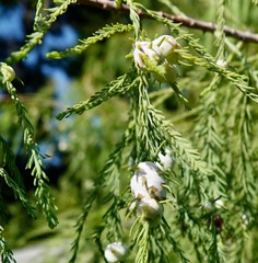 Taxodiomyia cupressiananassa
