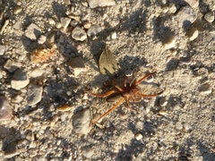 Gluvia dorsalis