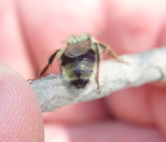 Bombus vancouverensis