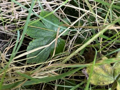 Geranium nodosum