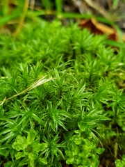 Atrichum undulatum