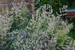 Phalaris arundinacea picta