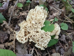 Sebacina schweinitzii