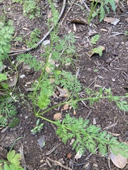 Chaerophyllum procumbens