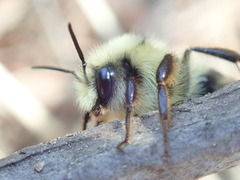 Bombus vancouverensis