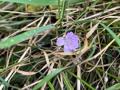 Geranium nodosum