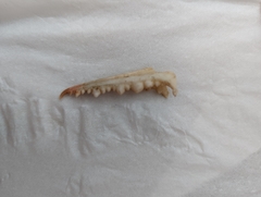 Decapoda