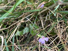 Geranium nodosum