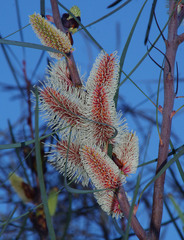 Hakea francisiana