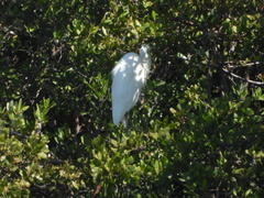 Ardea herodias occidentalis