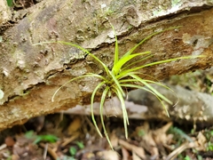 Guzmania