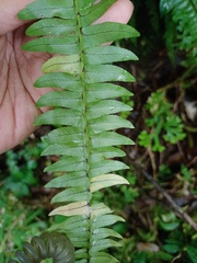 Nephrolepis cordifolia