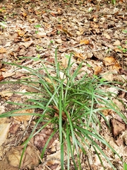 Liriope