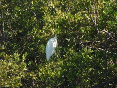 Ardea herodias occidentalis