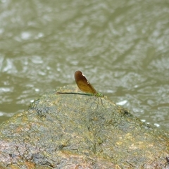 Neurobasis chinensis