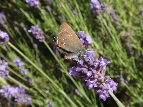 Medunčev repić (Satyrium ilicis)