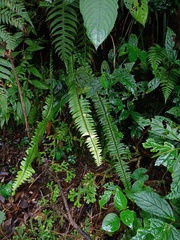 Nephrolepis cordifolia