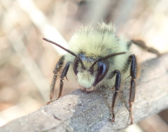 Bombus vancouverensis